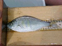 shiner_perch_1.jpg 57K