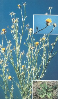 starthistle.jpg 93K