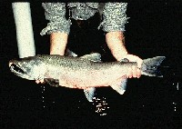 coho.jpg 89K