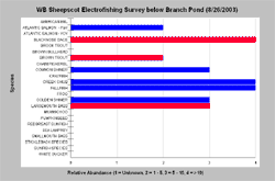 E-Fishing on WB below Branch Pond, August 2003