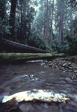 good riparian, salmon carcass Photo by Bill Filsinger 